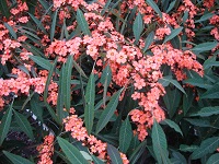 euphorbia fire king